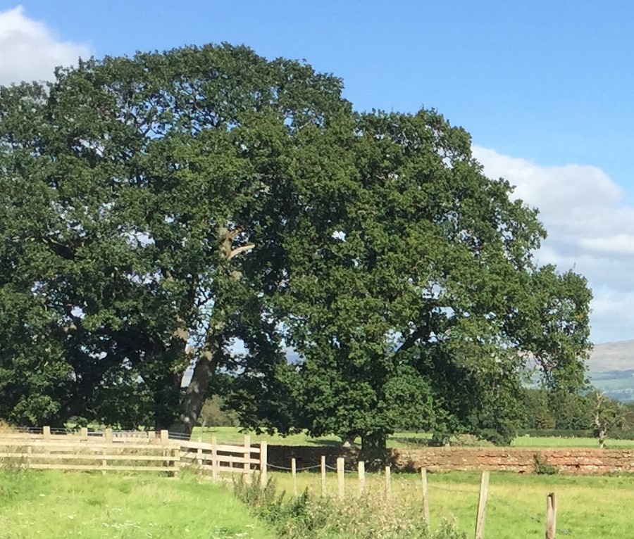 Native Oak